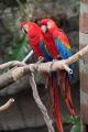 IMG_8607 scarlet macaws